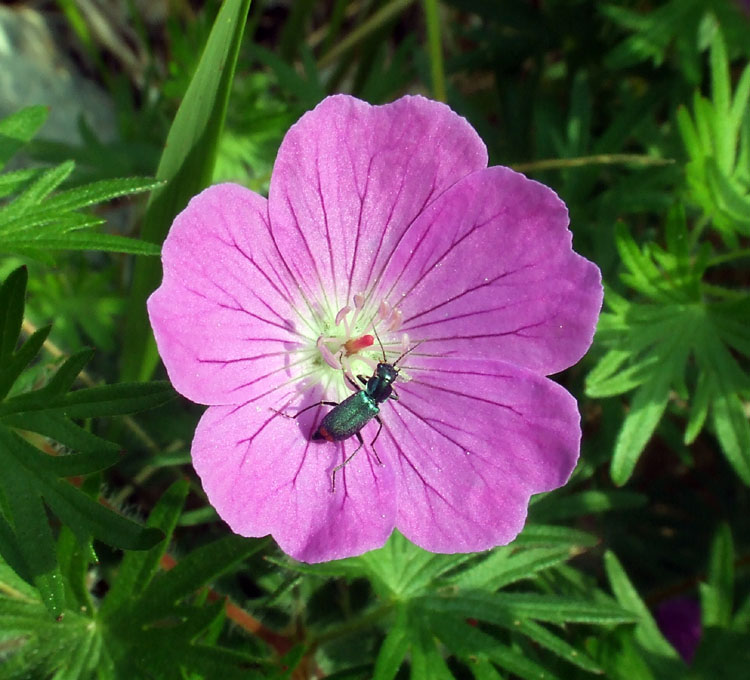 Geranium spp. a confronto (specie montane)